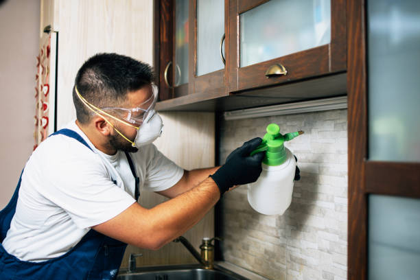 Wasp Removal Services in Warm Beach, WA